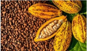 Naira Drop Boosts Nigeria's Cocoa Exports by 304%