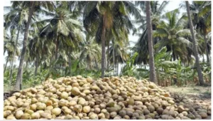 Lifestyle Changes Boost Local Coconut Demand