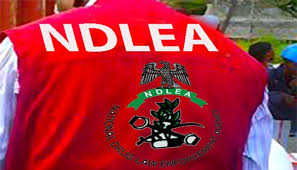 In Edo, the NDLEA seizes 53,520 kg of illegal drugs valued at approximately N777 million in the first half of 2025.