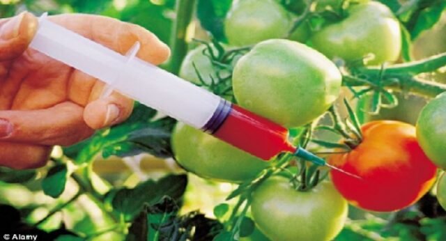 gmo GMO