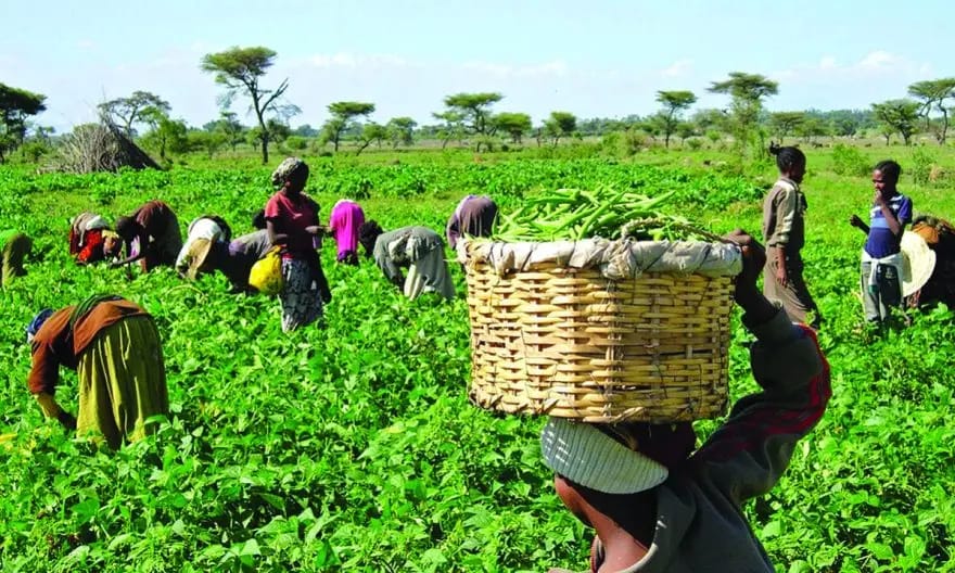 Ghana’s $100 Million AI Agriculture Deal: A Turning Point for African Farming