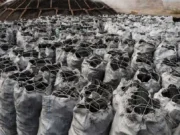 Nigeria’s Deadly Romance with Charcoal Farming