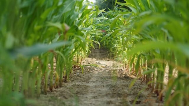 Sahel Capital Bags $10M from Mastercard Foundation to Ignite Growth in Agri-SMEs