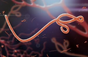 FG, NCDC On High Emergency Alert for Ebola in Lagos, FCT, 8 Others Ebola