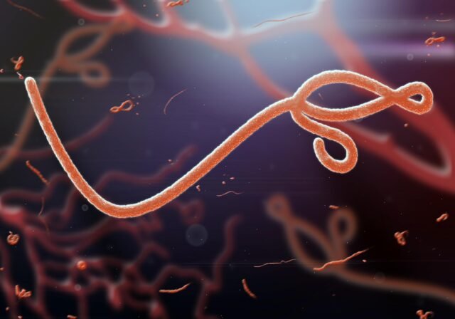 Ebola virus Ebola