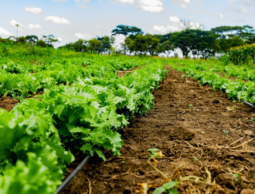 Why Food Security and Education Are the Bedrock of Global Prosperity