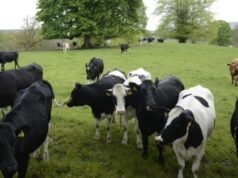 AI-Powered Spectroscopy Set to Transform Nigeria’s Dairy Quality Control AI-Powered Spectroscopy Set to Transform Nigeria’s Dairy Quality Control