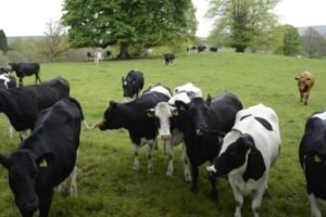 AI-Powered Spectroscopy Set to Transform Nigeria’s Dairy Quality Control
