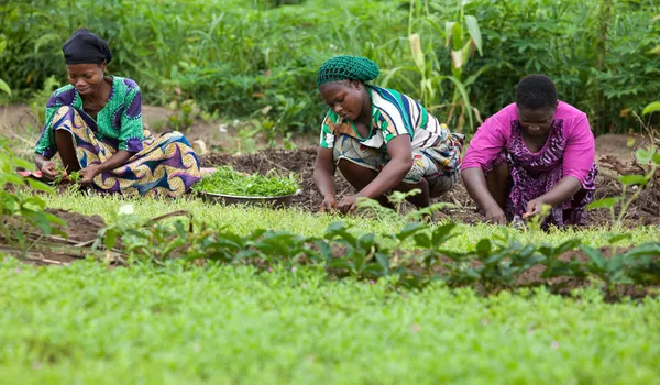Thrive Agric Calls for Urgent Technology, Education and Funding Reforms to Transform Nigeria’s Agriculture