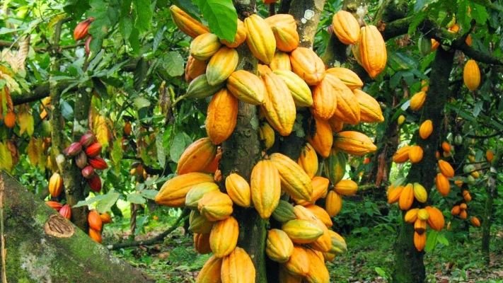The urgent plea from Nigeria cocoa farmers to the Presidency