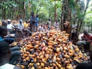 The urgent plea from Nigeria cocoa farmers to the Presidency