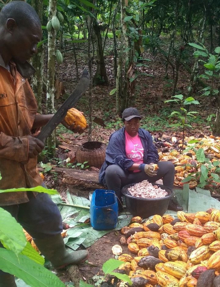 The urgent plea from Nigeria cocoa farmers to the Presidency