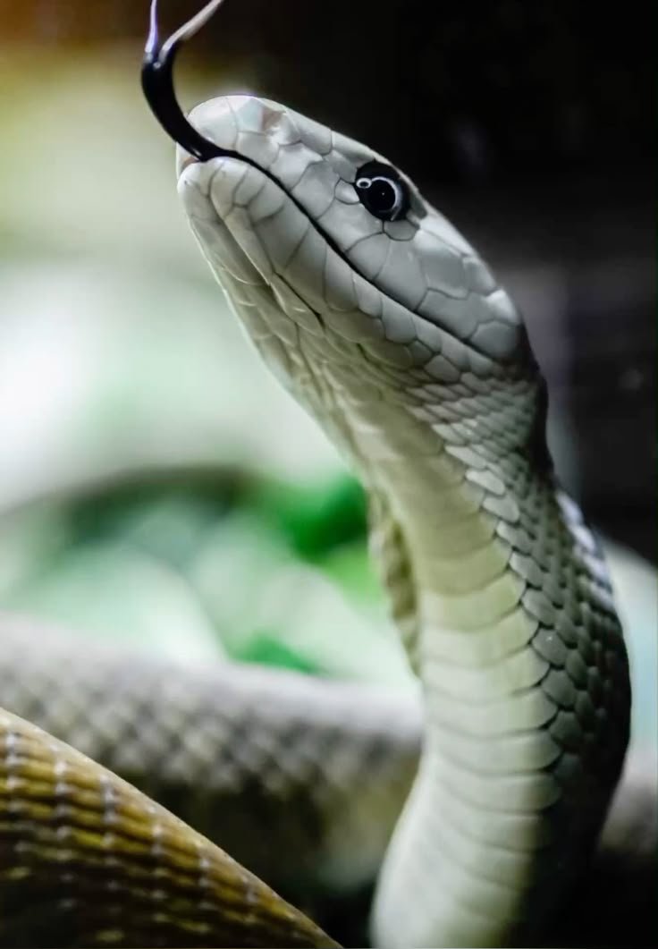 Medical experts warn that tying legs after a snakebite is dangerous.