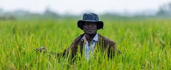 Nigeria Secures $200 Million Boost from African Development Bank to Transform Farming Sector