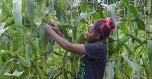 Benin launches first three projects under 26 school agricultural training plan