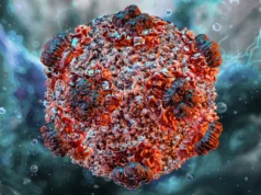 New Deadly Virus, Hantavirus Discovered, WHO Confirms 3 Deaths Already, Rising Number of Infection Hantavirus