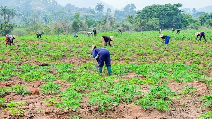 ARCN Seeks Bigger Investment and Innovation to Strengthen Africa's Food System