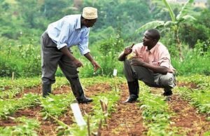 Nigeria’s Agriculture Education Reform Targets More Practical Training in Polytechnics