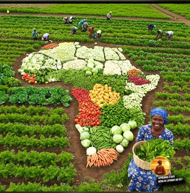 Nigeria Adopts Ethiopia's Mechanised Farming Model to Boost Food Output