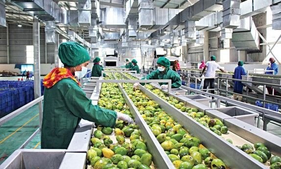 Nigerian Agro Processors Cut Energy Costs to Protect Profit Margins